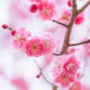 ヒメ日記 2025/01/23 05:56 投稿 リリア ミセスコレクション