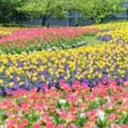 ヒメ日記 2025/01/24 05:33 投稿 リリア ミセスコレクション