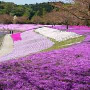 ヒメ日記 2025/01/29 05:33 投稿 リリア ミセスコレクション