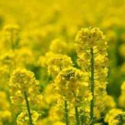 ヒメ日記 2025/02/01 05:43 投稿 リリア ミセスコレクション