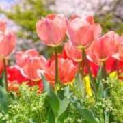 ヒメ日記 2025/02/04 05:33 投稿 リリア ミセスコレクション