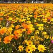 ヒメ日記 2025/02/05 06:03 投稿 リリア ミセスコレクション