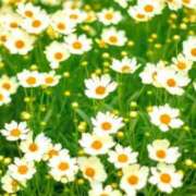 ヒメ日記 2025/02/28 05:35 投稿 リリア ミセスコレクション