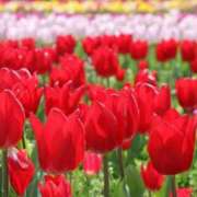 ヒメ日記 2025/03/01 05:33 投稿 リリア ミセスコレクション