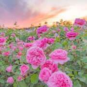 ヒメ日記 2025/03/08 05:43 投稿 リリア ミセスコレクション