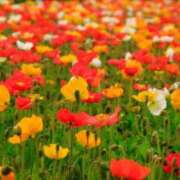 ヒメ日記 2025/03/09 05:53 投稿 リリア ミセスコレクション