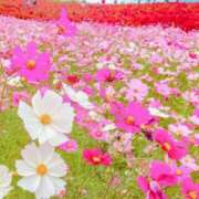 ヒメ日記 2025/03/11 05:53 投稿 リリア ミセスコレクション