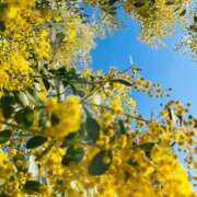 ヒメ日記 2025/03/12 05:45 投稿 リリア ミセスコレクション