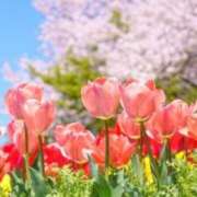 ヒメ日記 2025/03/13 05:53 投稿 リリア ミセスコレクション