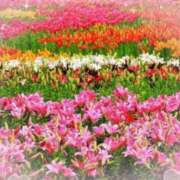 ヒメ日記 2025/03/20 06:03 投稿 リリア ミセスコレクション