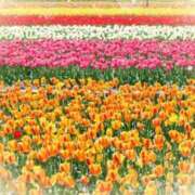 ヒメ日記 2025/03/21 05:53 投稿 リリア ミセスコレクション