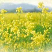 ヒメ日記 2025/03/23 05:53 投稿 リリア ミセスコレクション