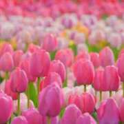 ヒメ日記 2025/04/06 05:43 投稿 リリア ミセスコレクション