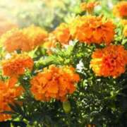 ヒメ日記 2025/04/07 05:25 投稿 リリア ミセスコレクション