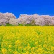 ヒメ日記 2025/04/08 06:03 投稿 リリア ミセスコレクション