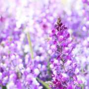 ヒメ日記 2025/04/09 05:53 投稿 リリア ミセスコレクション