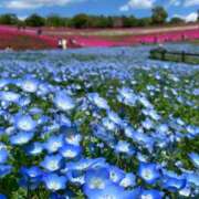 ヒメ日記 2025/04/11 05:33 投稿 リリア ミセスコレクション