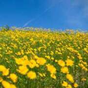 ヒメ日記 2025/04/12 05:45 投稿 リリア ミセスコレクション