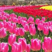 ヒメ日記 2025/04/13 05:55 投稿 リリア ミセスコレクション