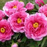 ヒメ日記 2025/04/16 17:59 投稿 リリア ミセスコレクション