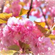 ヒメ日記 2025/04/17 05:53 投稿 リリア ミセスコレクション