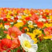 ヒメ日記 2025/04/20 06:03 投稿 リリア ミセスコレクション