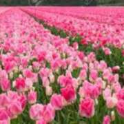 ヒメ日記 2025/04/21 05:43 投稿 リリア ミセスコレクション