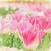 ヒメ日記 2025/04/23 06:13 投稿 リリア ミセスコレクション