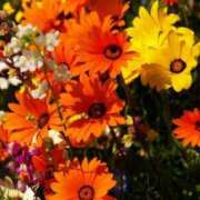 ヒメ日記 2025/04/30 05:23 投稿 リリア ミセスコレクション