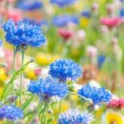 ヒメ日記 2025/04/30 05:25 投稿 リリア ミセスコレクション