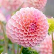 ヒメ日記 2025/05/03 05:26 投稿 リリア ミセスコレクション