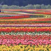 ヒメ日記 2025/05/06 06:04 投稿 リリア ミセスコレクション