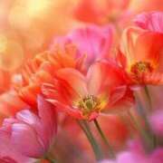 ヒメ日記 2025/05/10 05:54 投稿 リリア ミセスコレクション