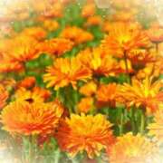 ヒメ日記 2025/05/15 05:33 投稿 リリア ミセスコレクション