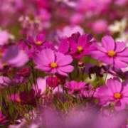 ヒメ日記 2025/05/21 05:43 投稿 リリア ミセスコレクション