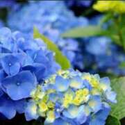 ヒメ日記 2025/06/12 05:53 投稿 リリア ミセスコレクション