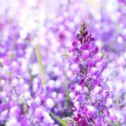 ヒメ日記 2025/06/29 05:55 投稿 リリア ミセスコレクション