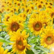 ヒメ日記 2025/07/01 05:43 投稿 リリア ミセスコレクション