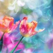 ヒメ日記 2025/08/01 05:43 投稿 リリア ミセスコレクション