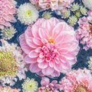 ヒメ日記 2025/08/09 05:13 投稿 リリア ミセスコレクション