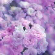 ヒメ日記 2025/08/19 05:43 投稿 リリア ミセスコレクション