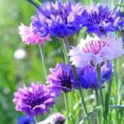 ヒメ日記 2025/08/27 05:33 投稿 リリア ミセスコレクション