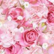 ヒメ日記 2025/08/31 06:03 投稿 リリア ミセスコレクション