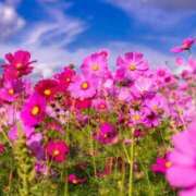 ヒメ日記 2025/09/01 05:33 投稿 リリア ミセスコレクション