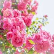 ヒメ日記 2025/09/18 05:43 投稿 リリア ミセスコレクション