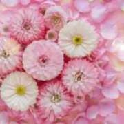 ヒメ日記 2025/10/17 05:55 投稿 リリア ミセスコレクション