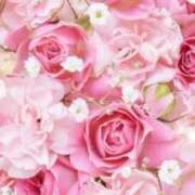 ヒメ日記 2025/11/02 06:13 投稿 リリア ミセスコレクション