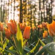 ヒメ日記 2025/11/07 05:33 投稿 リリア ミセスコレクション