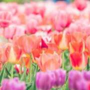 ヒメ日記 2025/11/07 05:35 投稿 リリア ミセスコレクション