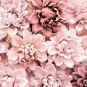 ヒメ日記 2025/11/17 05:33 投稿 リリア ミセスコレクション